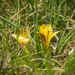 Romulea luteoflora sanisensis