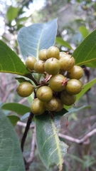 Psorospermum cerasifolium