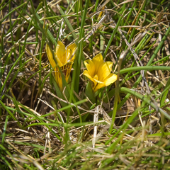 Romulea luteoflora sanisensis