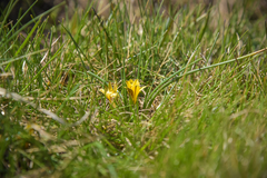 Romulea luteoflora sanisensis