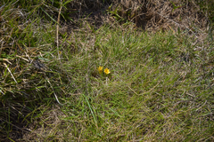 Romulea luteoflora sanisensis