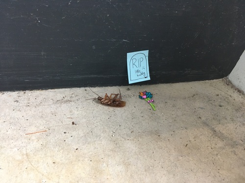 American Cockroach photographed in Oklahoma