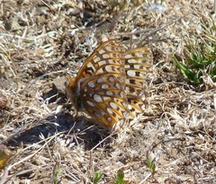 Speyeria callippe callippe