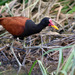 Wattled Jacana - Photo (c) guyincognito, some rights reserved (CC BY-NC), uploaded by guyincognito