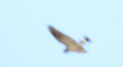 Nyctiprogne leucopyga