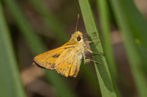 Telicota ancilla (Herrich-Schäffer, 1869)