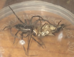 Dendrolycosa robusta