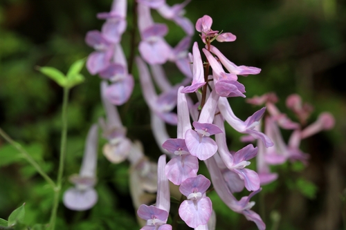 Image of Corydalis decumbens by (c) wangshi8232, some rights reserved (CC BY)