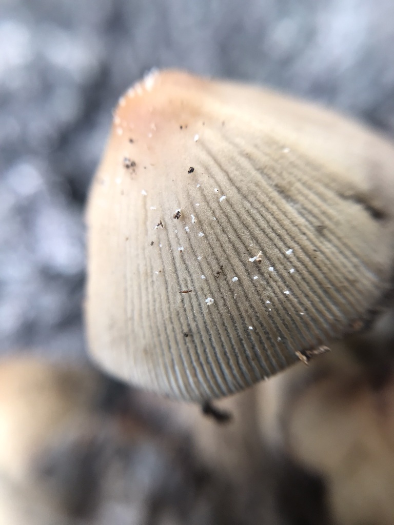 Coprinellus micaceus · April 2023 · photo: © tutitah (iNaturalist, cc0)