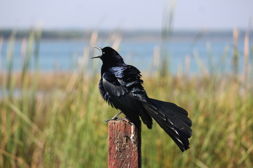 Great-tailed Grackle, photo 3 of 9