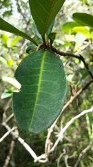 Psorospermum cerasifolium