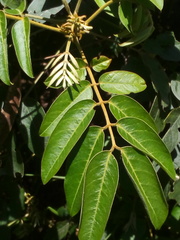 Senna viarum