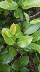 Mascarenhasia