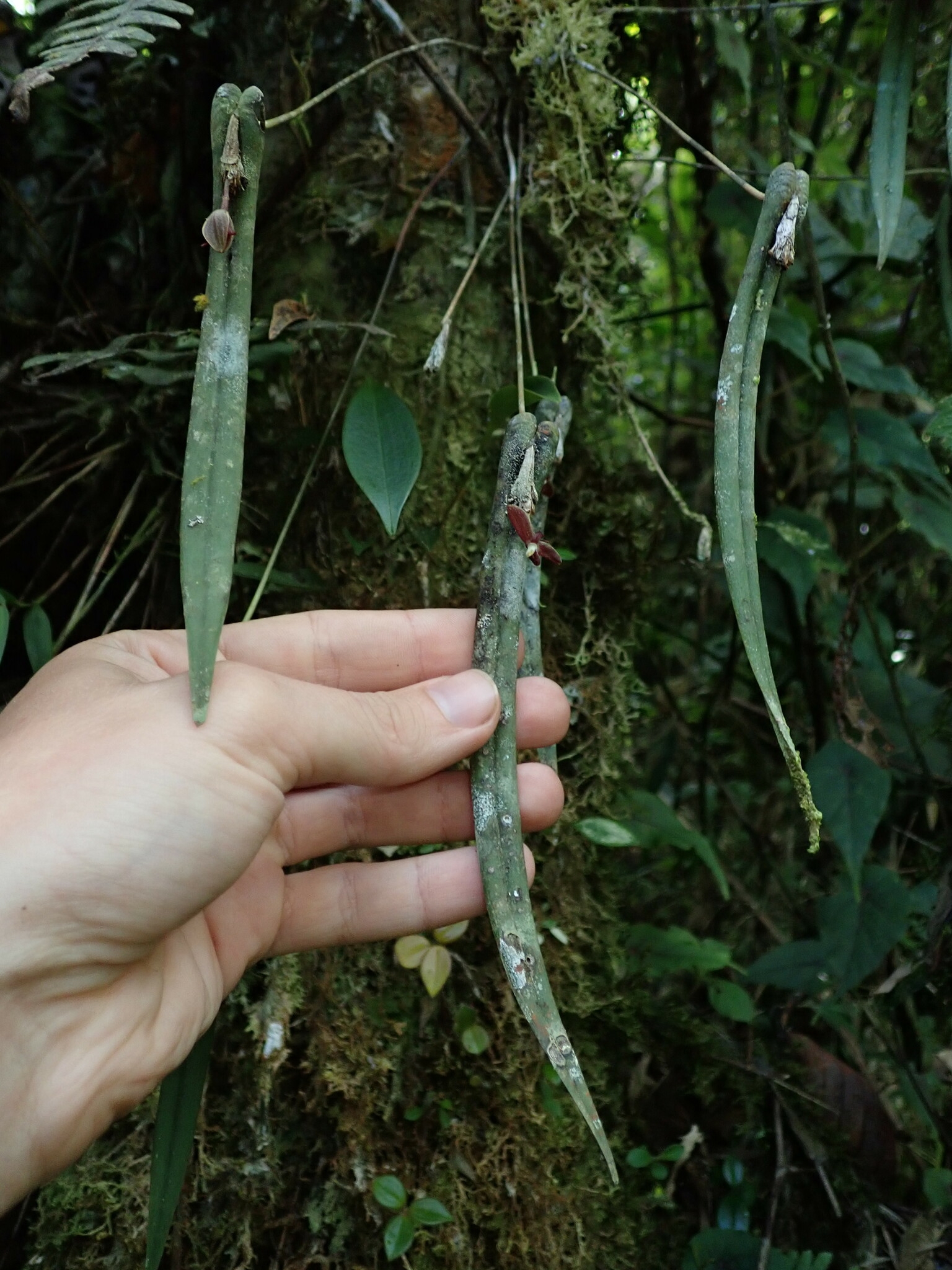 Pleurothallis portillae image