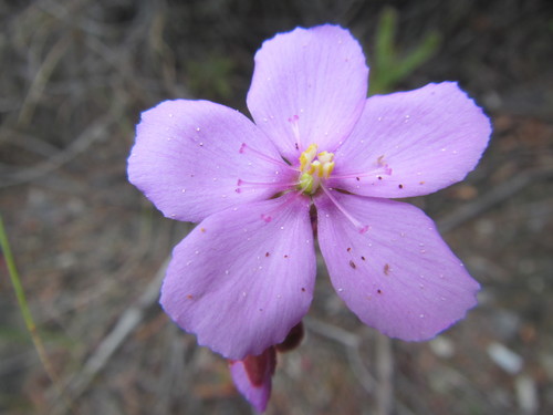 Drosera ericgreenii