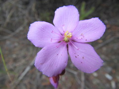 Drosera ericgreenii