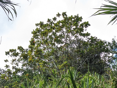 West Indian sumac (Brunellia comocladiifolia)