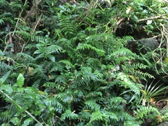 Asplenium lamprophyllum