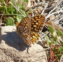 Speyeria callippe callippe