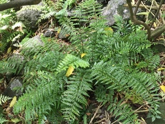 Asplenium lamprophyllum