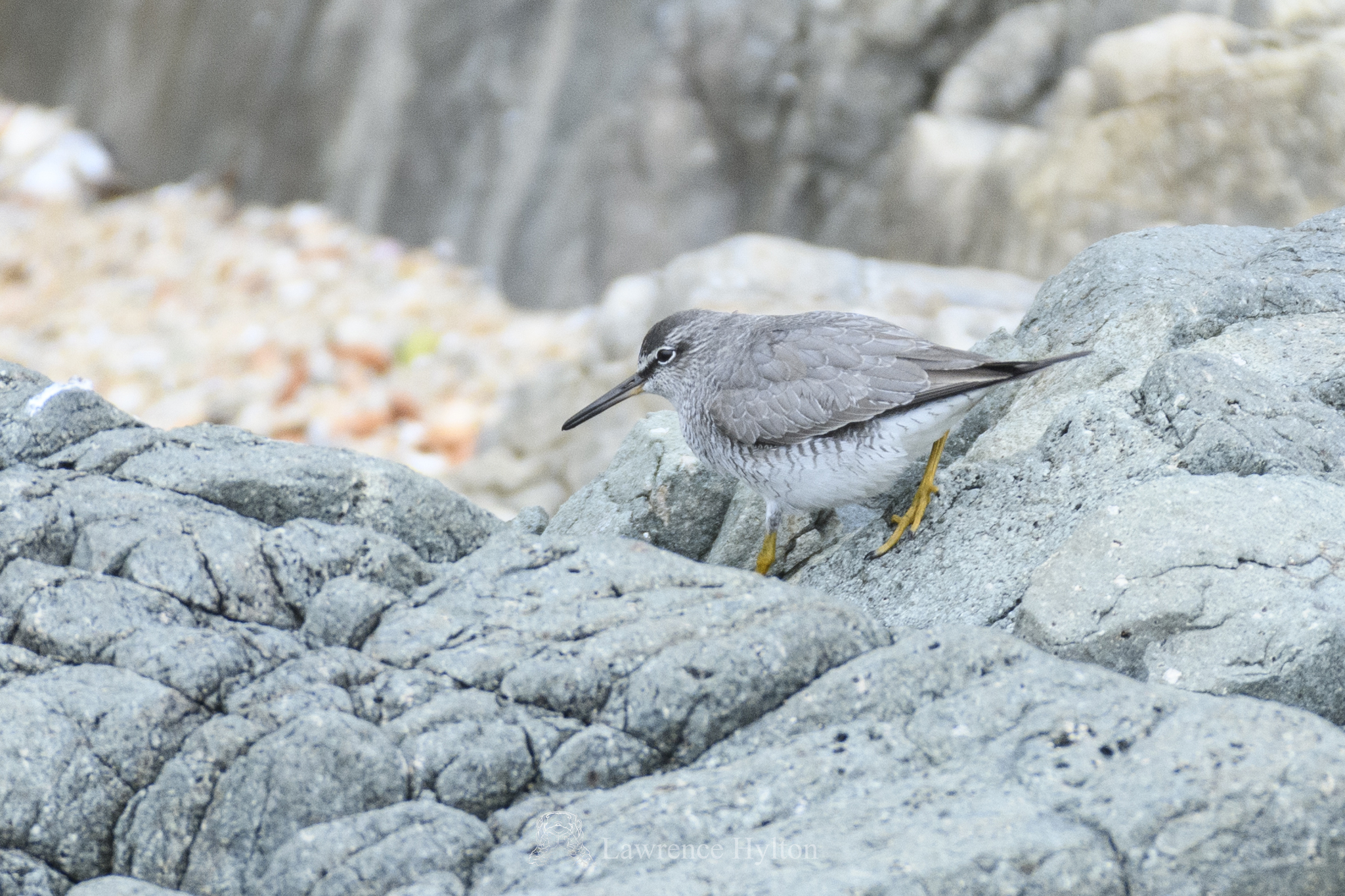 Grey-tailed Tattler