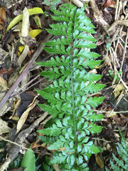 Asplenium lamprophyllum