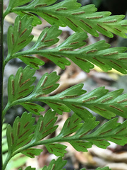 Asplenium lamprophyllum