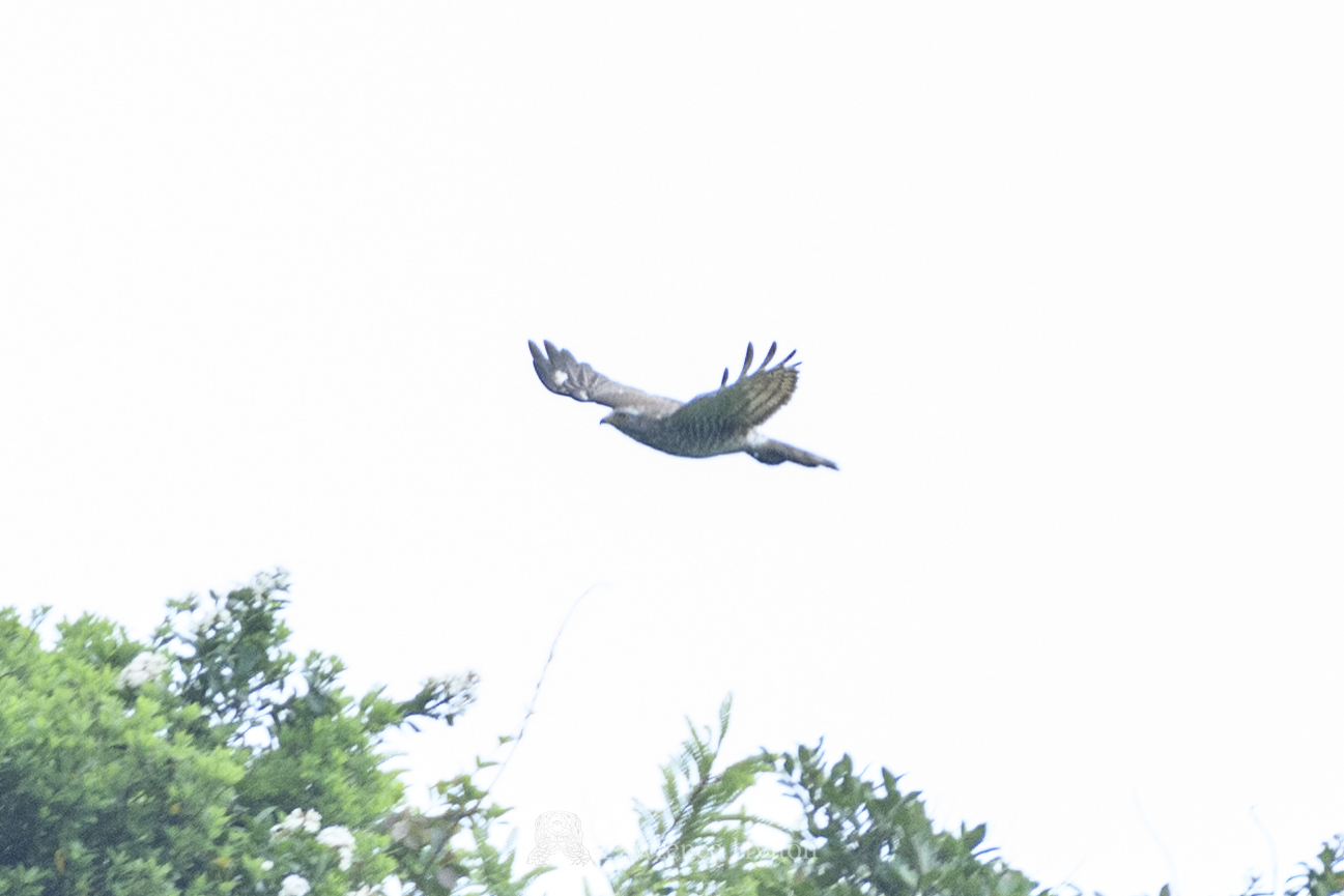 Grey-faced Buzzard