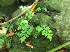 Asplenium lamprophyllum
