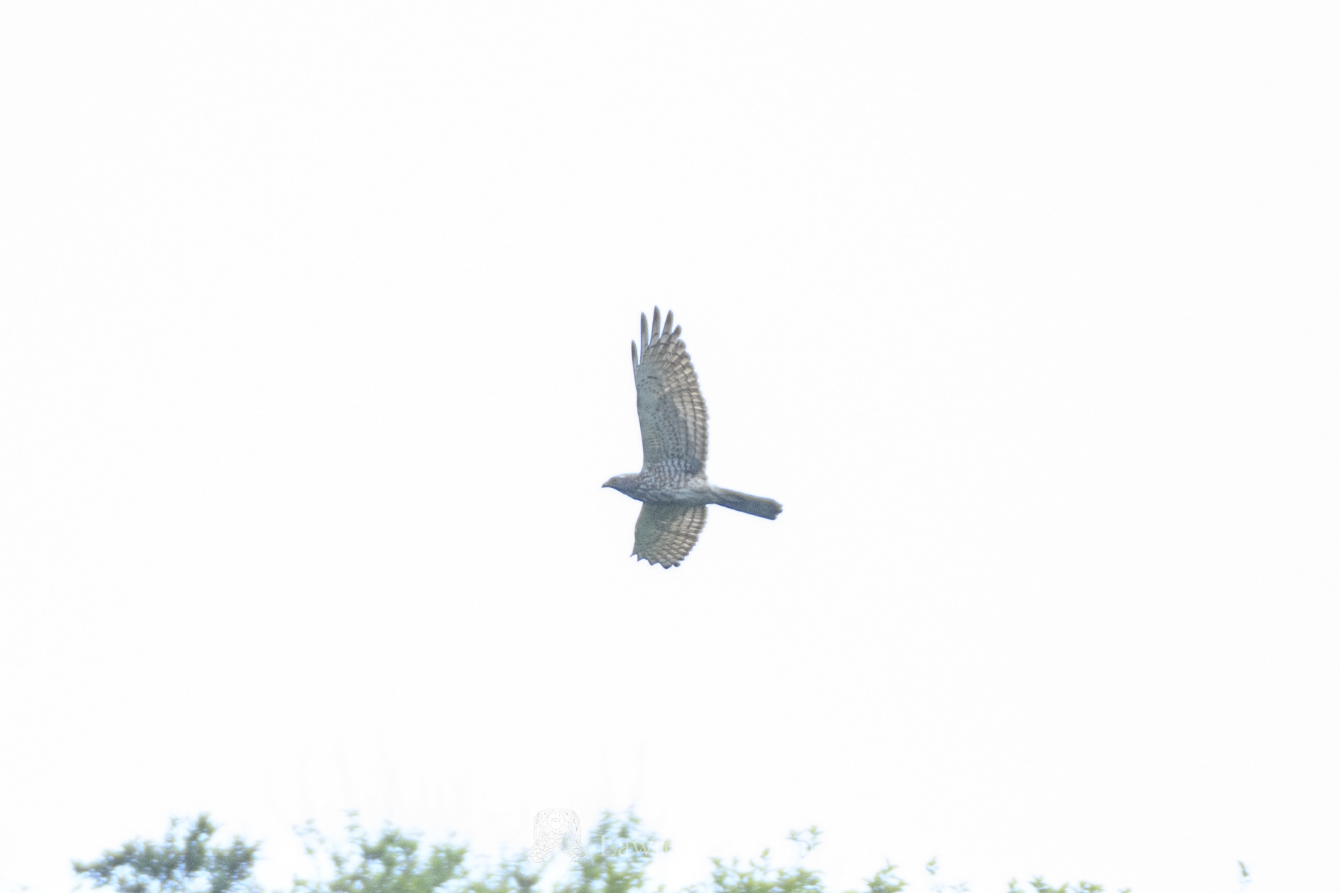 Grey-faced Buzzard