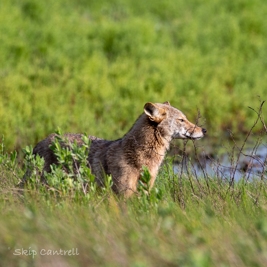 coyote-from-port-aransas-tx-usa-on-april-24-2023-at-09-08-am-by