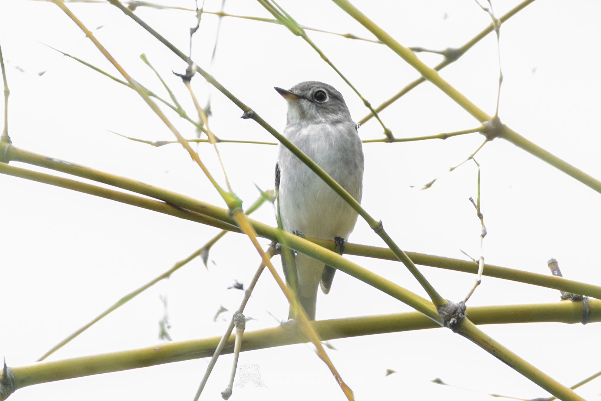 Asian Brown Flycatcher