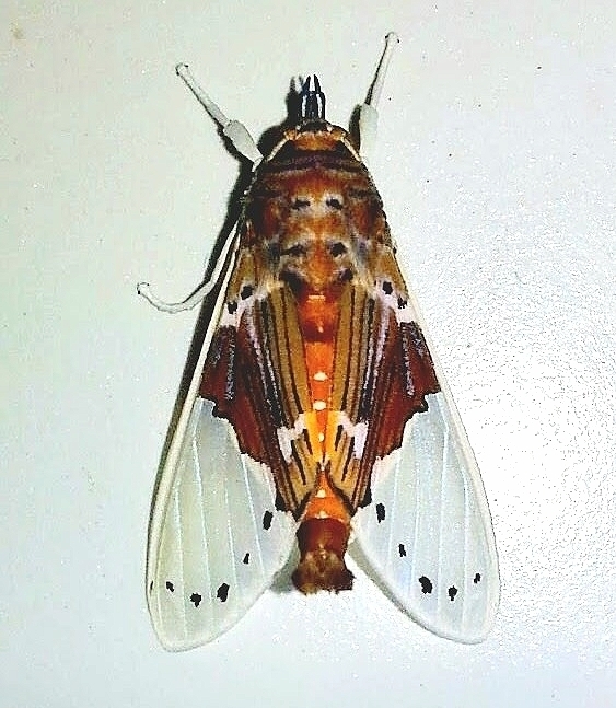 Idalus occidentalis