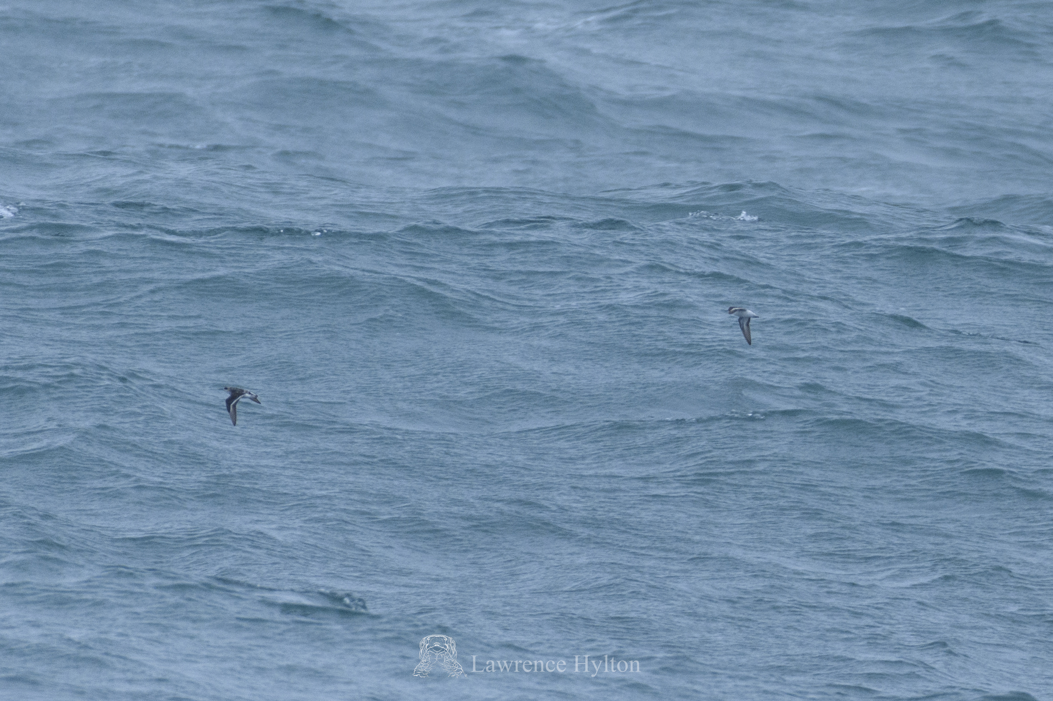 Red-necked Phalarope