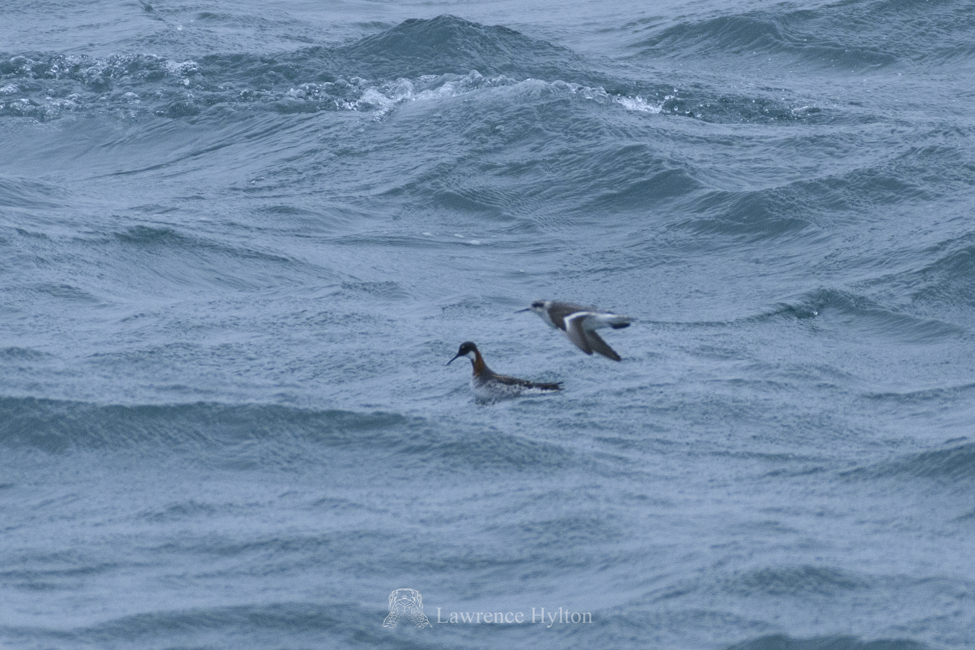Red-necked Phalarope