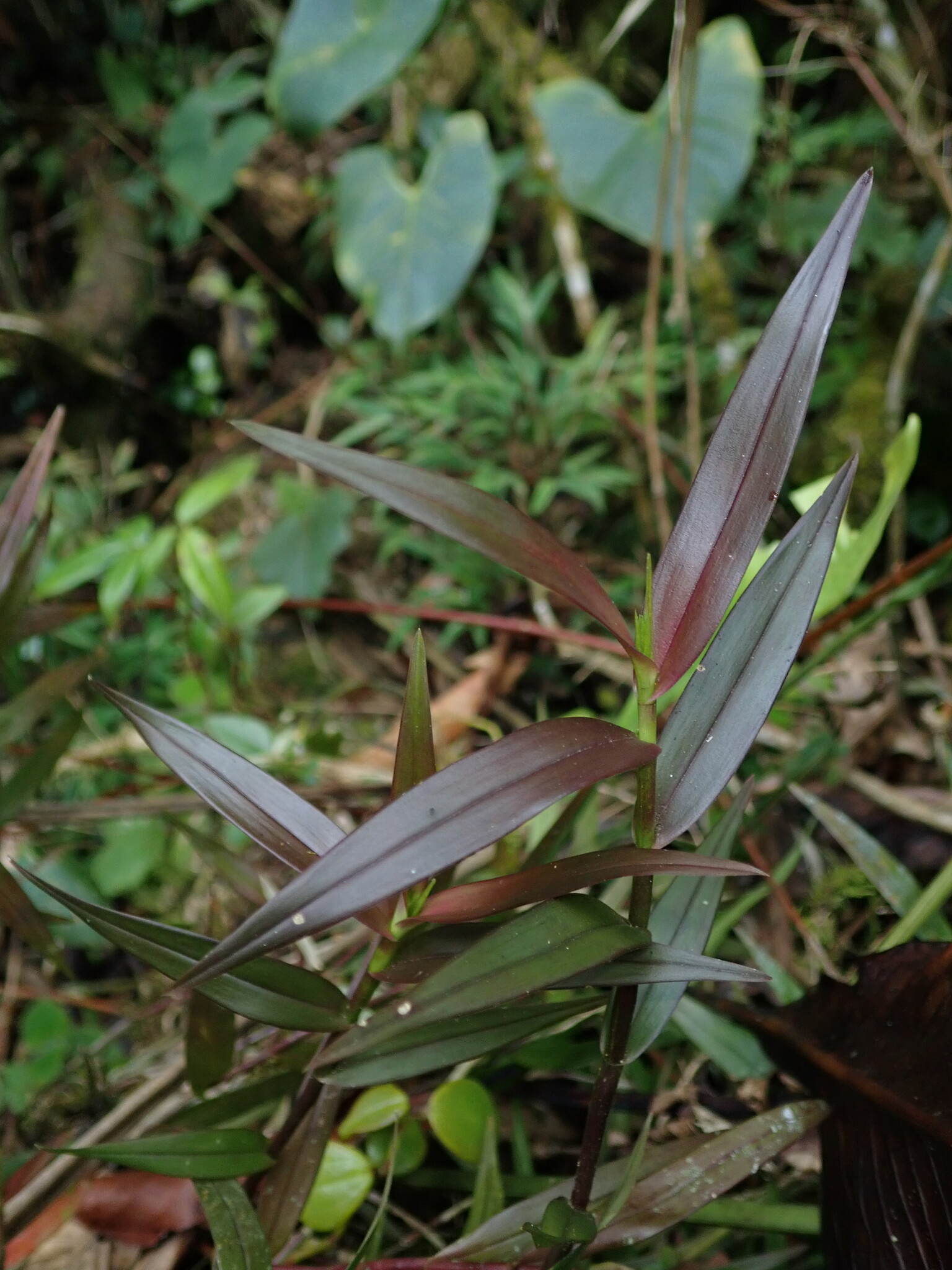 Epidendrum parviflorum image