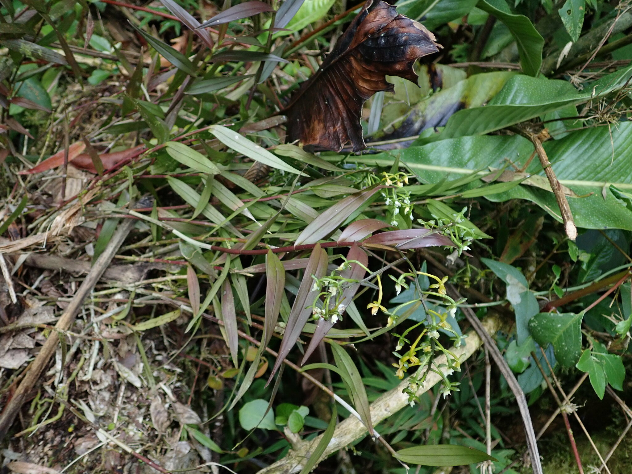 Epidendrum image