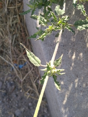 Boerhavia xantii