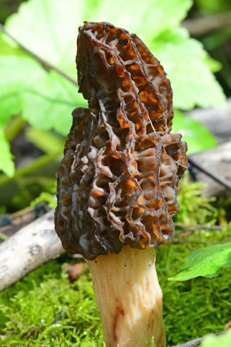 Morchella importuna