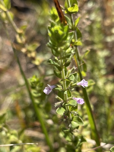 African Whitweed