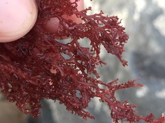 Sphaerococcus coronopifolius