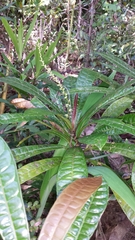 Conosapium madagascariense