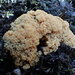 Ramaria capitata capitata - Photo (c) peterzuidland, some rights reserved (CC BY-NC), uploaded by peterzuidland