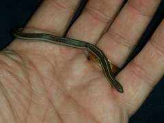 Tropidoclonion lineatum