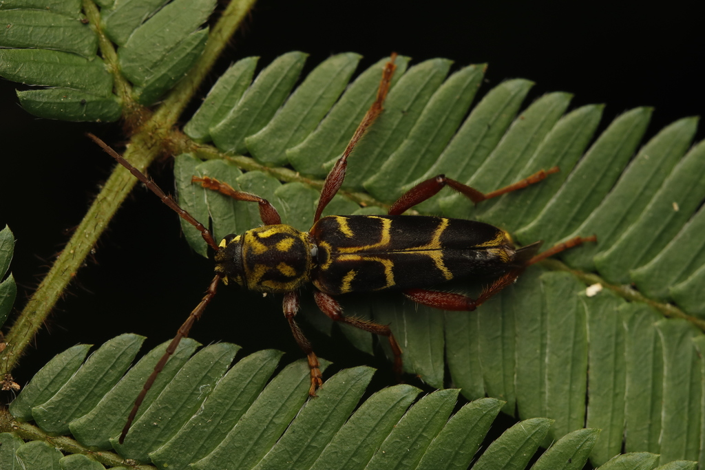 Xylotrechus sartorii