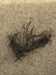 Cladostephus spongiosus