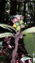 Psychotria simianensis