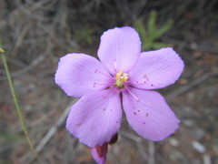 Drosera ericgreenii