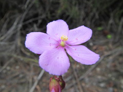 Drosera ericgreenii