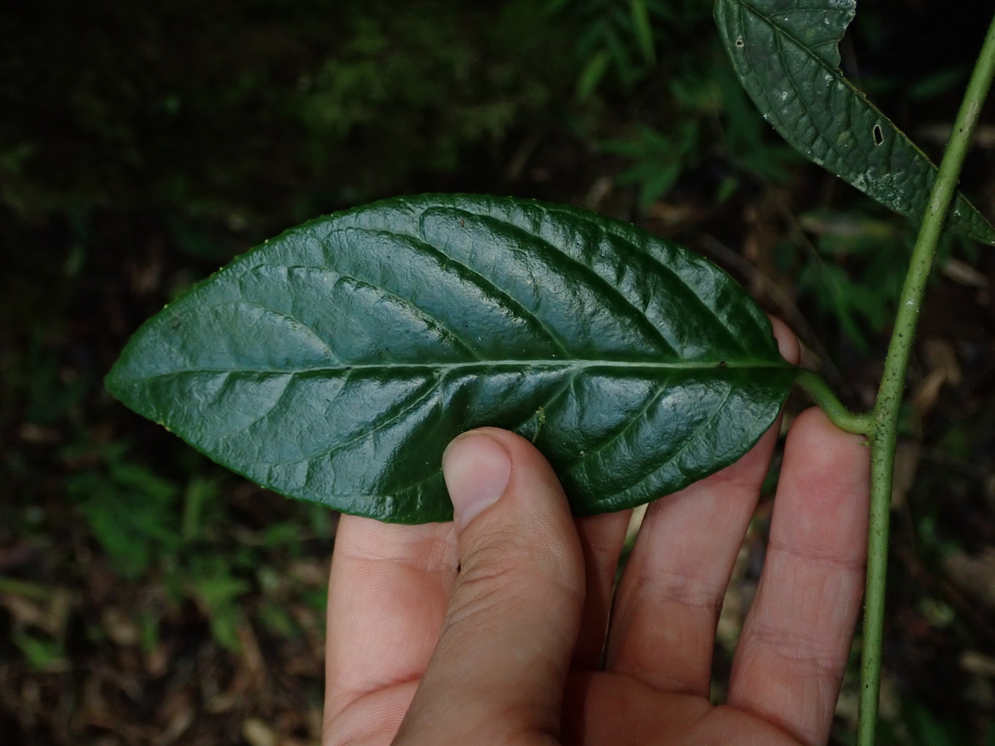 Centropogon densiflorus image